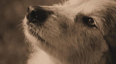 cane