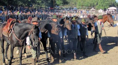mostra-canino