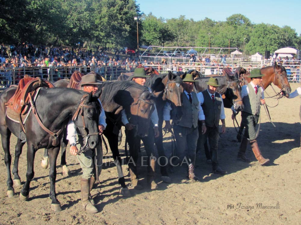37° Mostra Nazionale del cavallo Maremmano di Canino: grande qualità di un evento sempre più affermato nel panorama nazionale