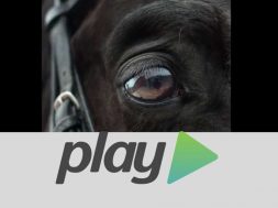 cavallo-maremmano