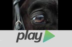 cavallo-maremmano