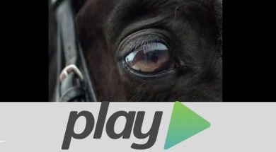 cavallo-maremmano