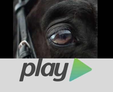 cavallo-maremmano