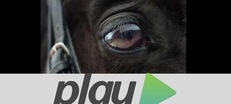 cavallo-maremmano