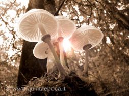 funghi