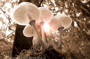funghi