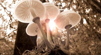 funghi