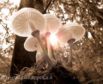 funghi