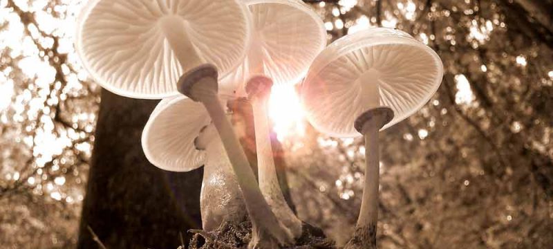 funghi