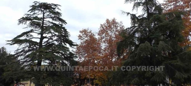 PRATO-GIARDINO