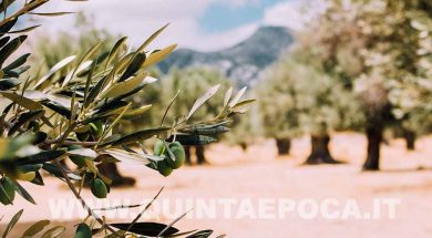 olive