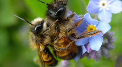 INSETTI