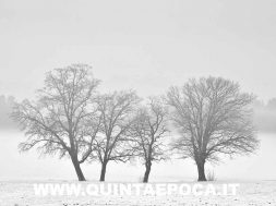 NEVE