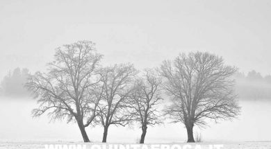 NEVE
