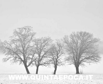 NEVE