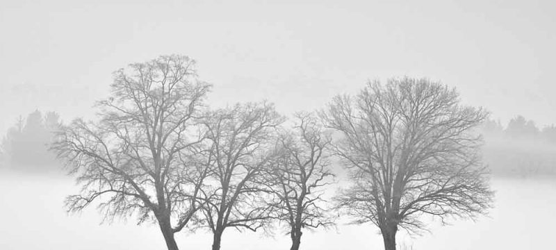 NEVE