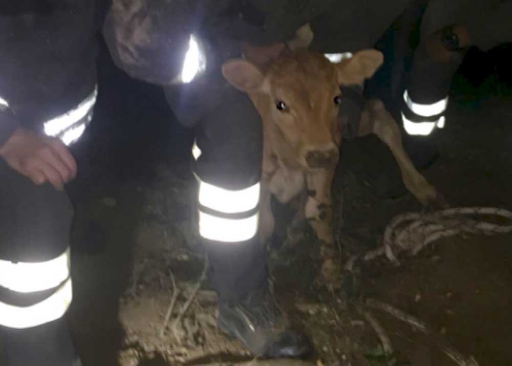 Vigili del Fuoco traggono in salvo vitellino precipitato in una cavità