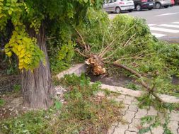 ALBERO-CADUTO-cop