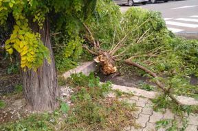 ALBERO-CADUTO-cop