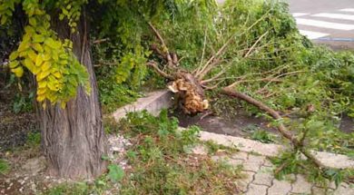 ALBERO-CADUTO-cop