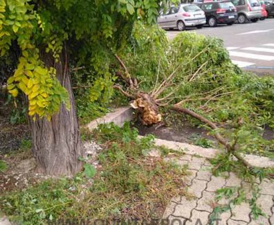 ALBERO-CADUTO-cop