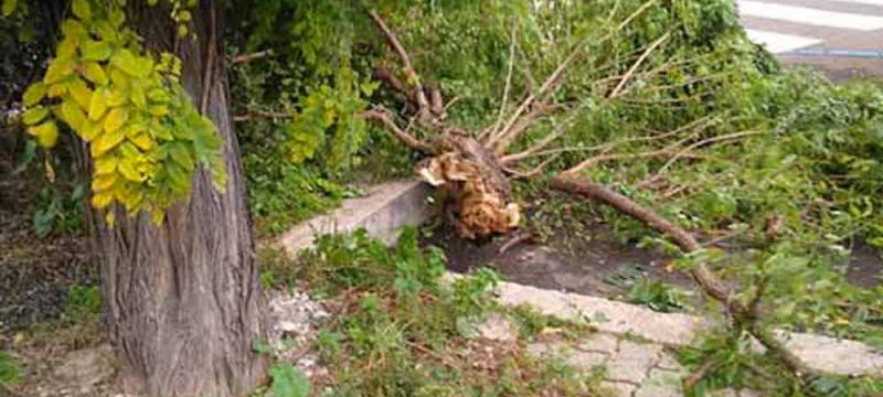 ALBERO-CADUTO-cop