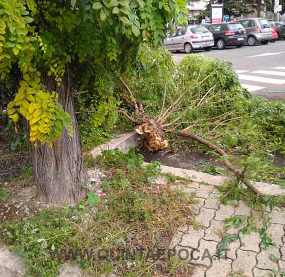 Forti raffiche di vento nella Tuscia: alberi e rami caduti su strade e parcheggi.
