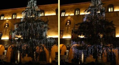 albero