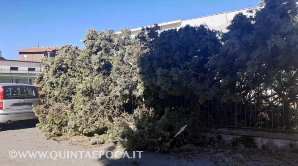 Forte vento, pompieri impegnati sul territorio. Cade albero alla scuola di Bagnaia.