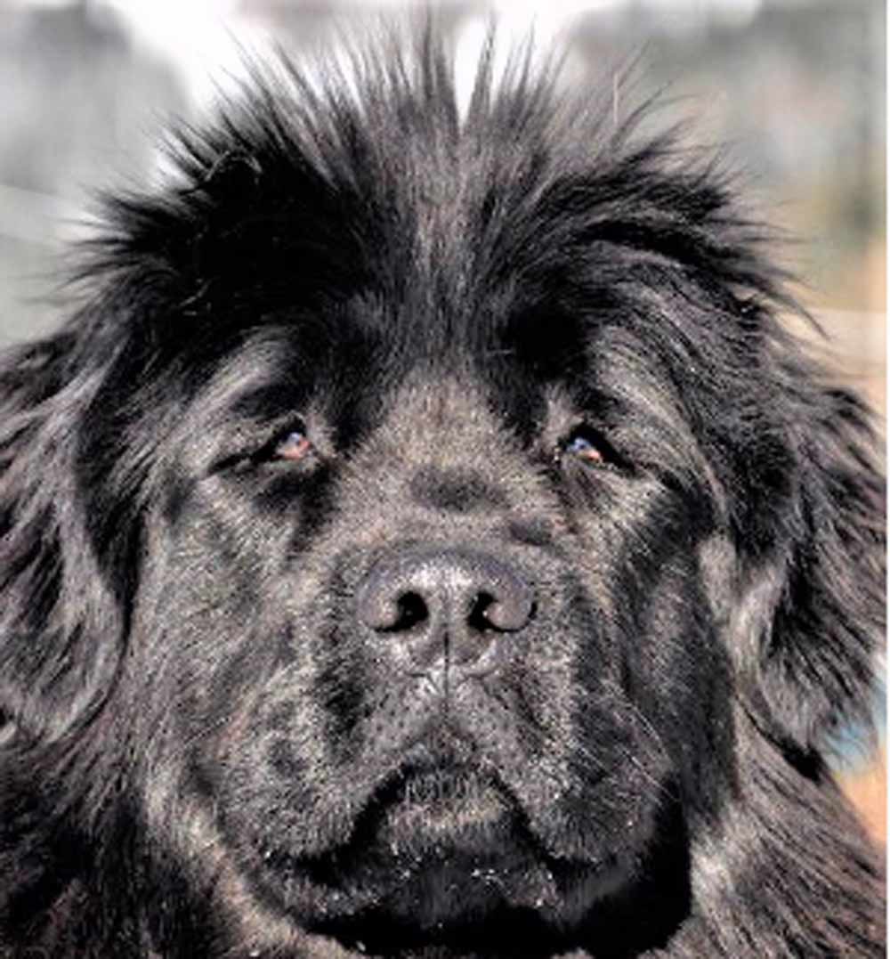 XXI raduno nazionale: 200 cani terranova a Viterbo. Perlorca: “Grazie per aver scelto Viterbo”.