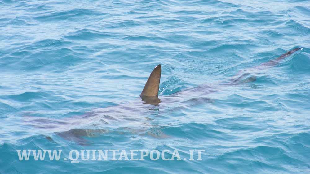Fiumicino: avvistato squalo di circa due metri a 100 metri dalla riva.