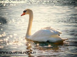 cigno