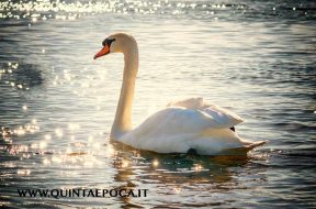 cigno
