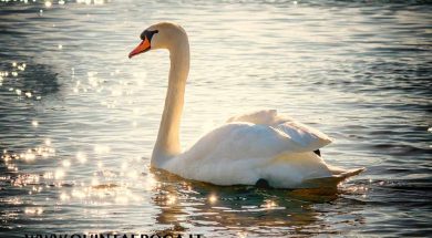 cigno