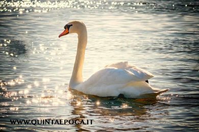cigno