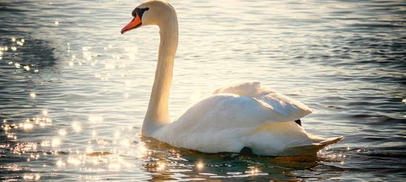 cigno