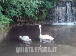 DUE-CIGNI