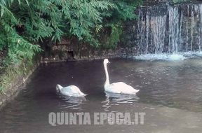 DUE-CIGNI