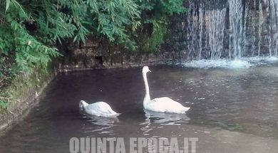 DUE-CIGNI