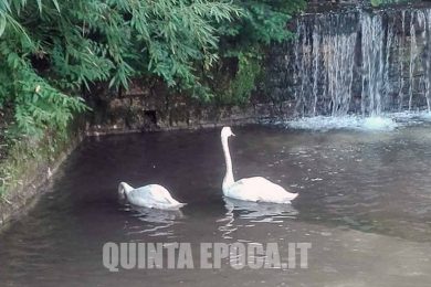 DUE-CIGNI