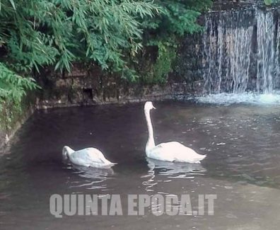 DUE-CIGNI