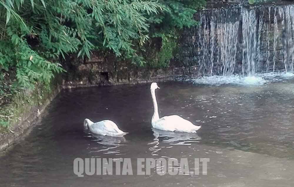 Recoaro Terme: torna una coppia di cigni, dopo la drammatica morte dei precedenti.