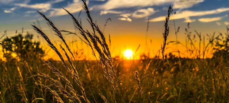 agricoltura