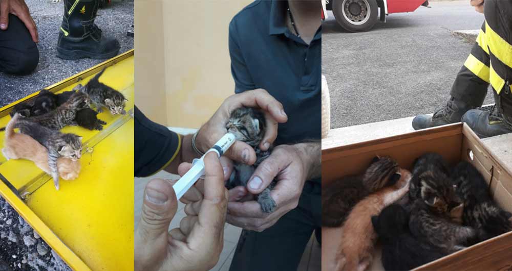 Recuperati dai pompieri quattro cuccioli di gatto abbandonati.