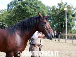 maremmano-canino-32