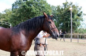 maremmano-canino-32
