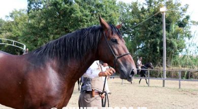 maremmano-canino-32