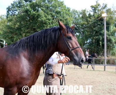 maremmano-canino-32