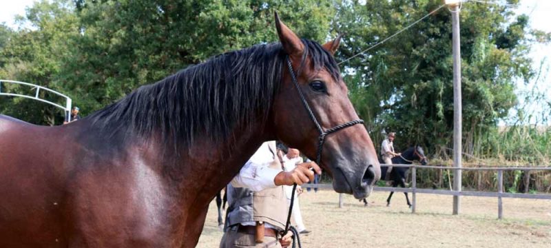 maremmano-canino-32