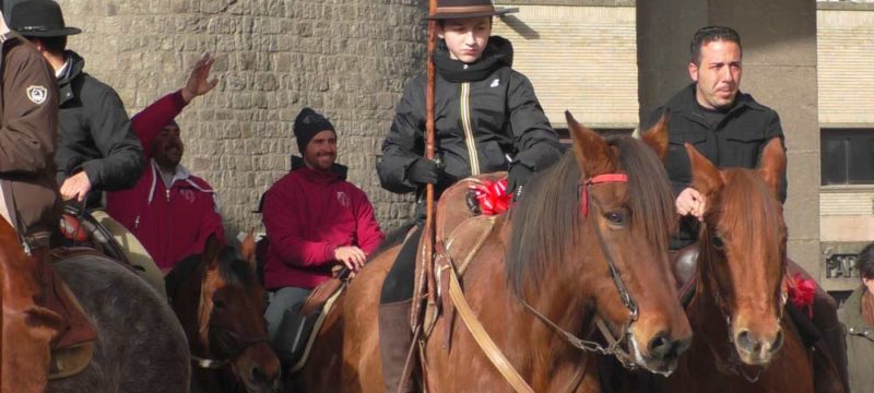 ANIMALI-CAVALLO-2